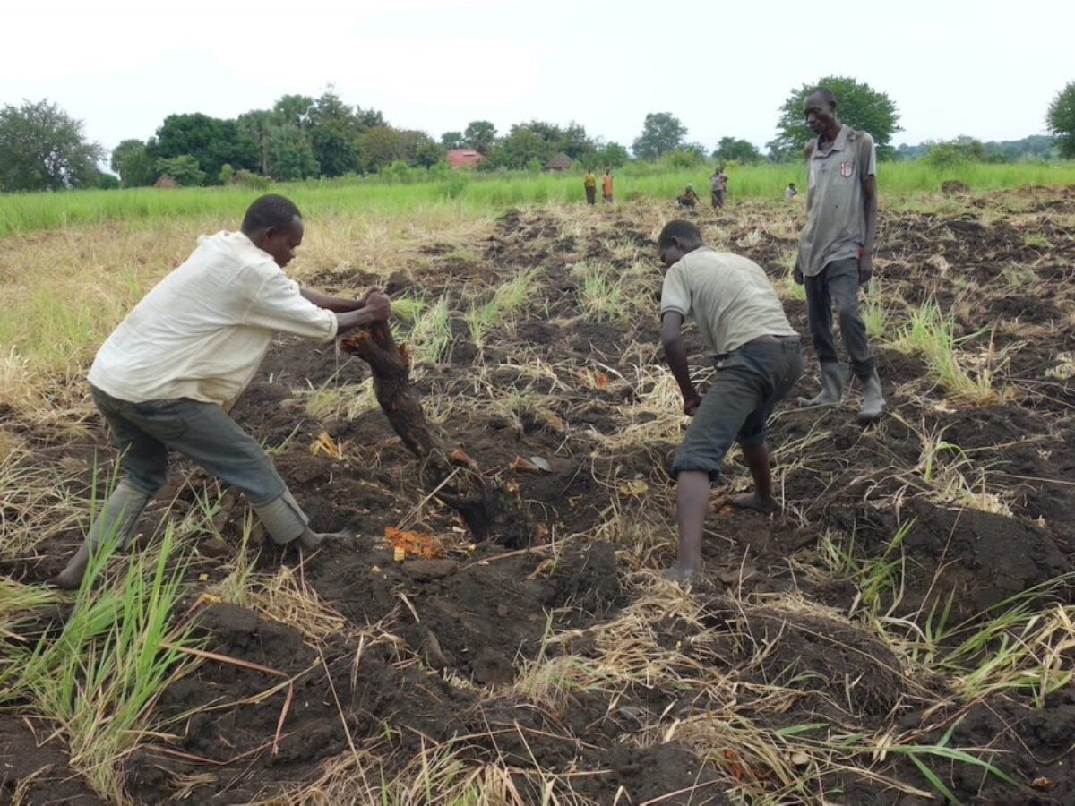 St.Tereza-participating-in-uprooting-a-tree-1024x682-1-1200x900.jpg